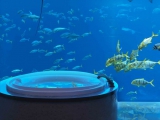 Underwater Suite Underwater Suite